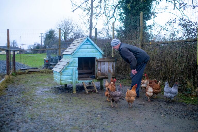 A man in a beanie and jacket leans forward to look at a group of hens gathered outside a pale blue wooden chicken coop in a fenced yard on an overcast day